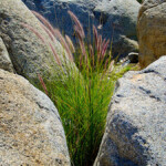 Grasses In Oasis On Borrego Palm Canyon Trail In Anza Borrego Desert