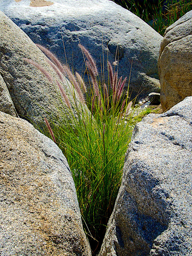 Grasses In Oasis On Borrego Palm Canyon Trail In Anza Borrego Desert 