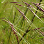 The Starr King Open Space Is Part Of A Line Of Serpentine Grassland