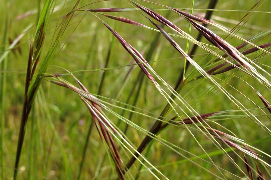 The Starr King Open Space Is Part Of A Line Of Serpentine Grassland