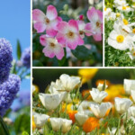 12 California Drought Tolerant Plants Garden Lovers Club