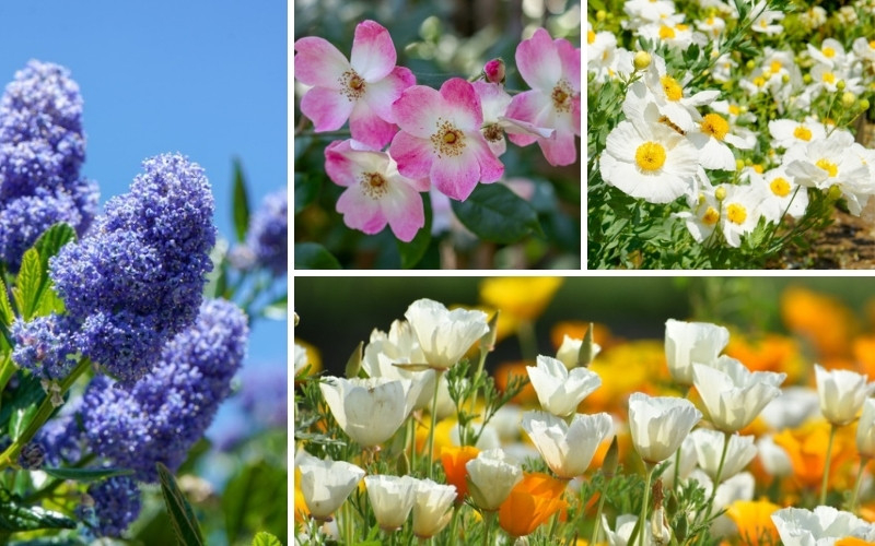 12 California Drought Tolerant Plants Garden Lovers Club