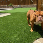 Artificial Grass Rebates In Northern California Californiarebates