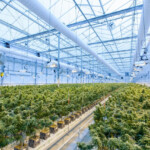 Best Tax Rebates And Incentives For Cannabis Grow Lighting Systems