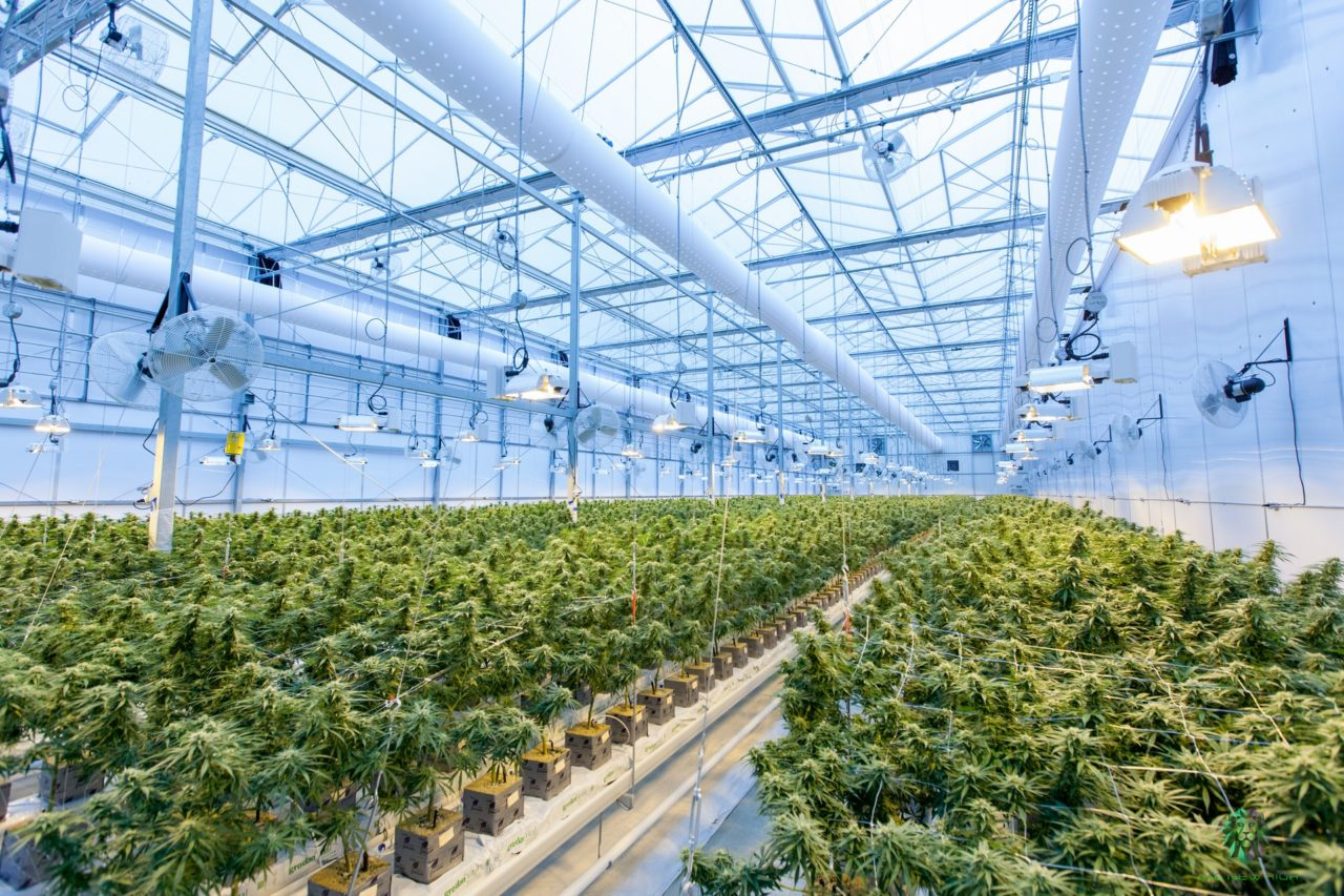 Best Tax Rebates And Incentives For Cannabis Grow Lighting Systems 