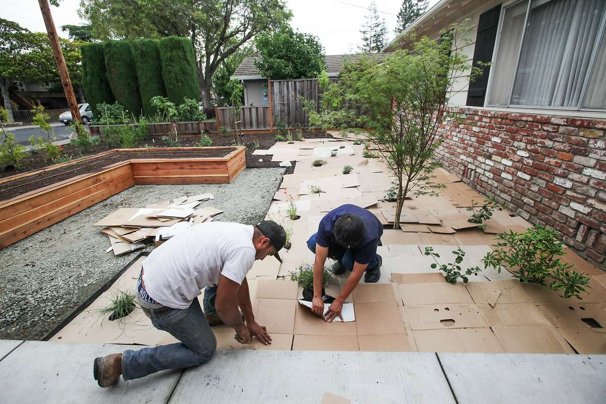 Drought wary Lawn Owners Line Up For Money To Rip Out Their Grass