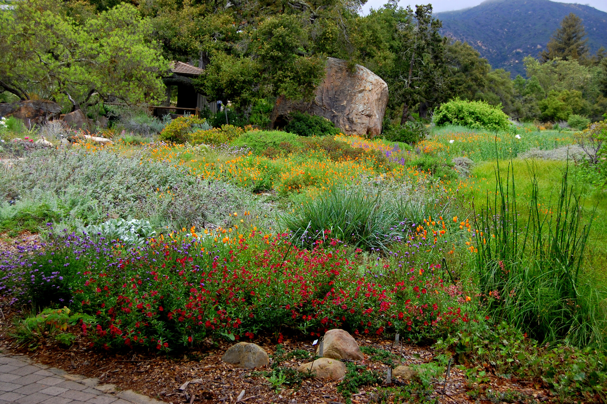 Gardening Where You Are Making Your California Yard Drought Tolerant 