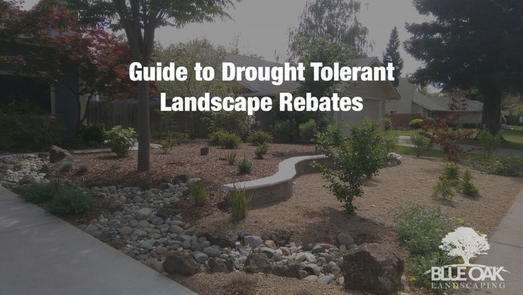 Guide To Drought Tolerant Landscape Rebates Chico Landscapes 