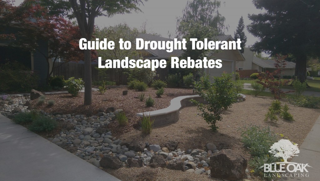 Guide To Drought Tolerant Landscape Rebates Chico Landscapes