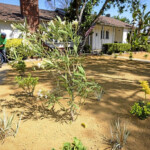 Rebates Received For Replacing Lawns With Drought tolerant Landscaping