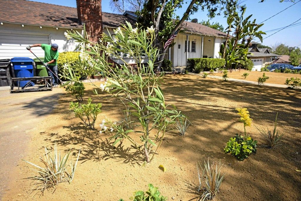 Rebates Received For Replacing Lawns With Drought tolerant Landscaping 