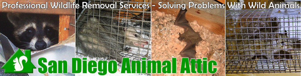 San Diego Animal Attic Wildlife Control In California