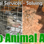 San Diego Animal Attic Wildlife Control In California